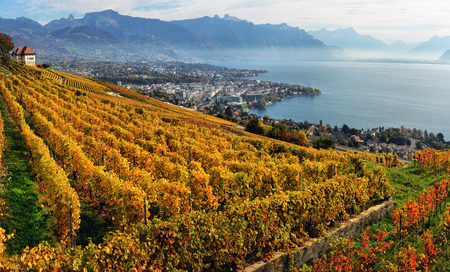 panorama of autumn vineyards in Switzerland View on Lavaux region by autumn day, Vaudの写真素材