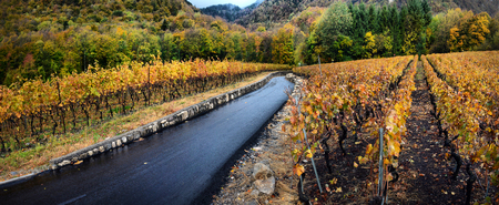 panorama of autumn vineyards in Switzerland View on Lavaux region by autumn day, Vaudの写真素材