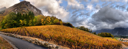panorama of autumn vineyards in Switzerland View on Lavaux region by autumn day, Vaudの写真素材