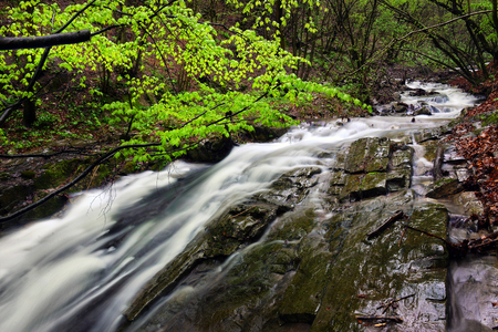 Landscape with a mountain river with a fast stream and the forest in the spring weatherの写真素材