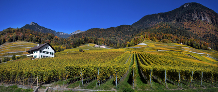 panorama of autumn vineyards in Switzerland View on Lavaux region by autumn day, Vaudの写真素材