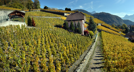 panorama of autumn vineyards in Switzerland View on Lavaux region by autumn day, Vaudの写真素材
