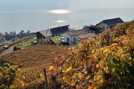 panorama of autumn vineyards in Switzerland View on Lavaux region by autumn day, Vaudの写真素材