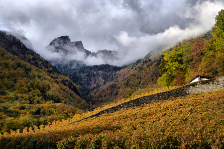 panorama of autumn vineyards in Switzerland View on Lavaux region by autumn day, Vaudの写真素材
