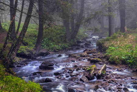 Fast flow breakers among wild forest at sunrise under the top of Hoverla, stormy clean water feeds the river Prut on the background of wild mountain slopes of the Carpathian Mountainsの写真素材