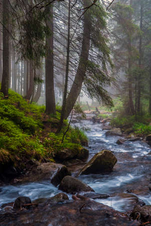 Fast flow breakers among wild forest at sunrise under the top of Hoverla, stormy clean water feeds the river Prut on the background of wild mountain slopes of the Carpathian Mountainsの写真素材