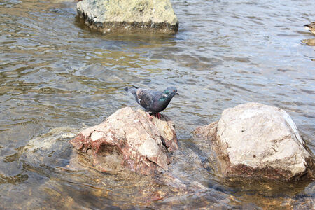 Dove sitting on a rock on the bank of the Yeniseiの写真素材