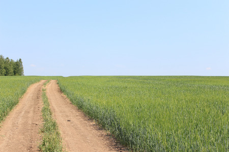 Rural road in fieldの写真素材