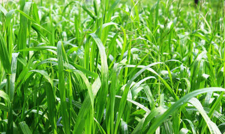 Drops of dew on the grass