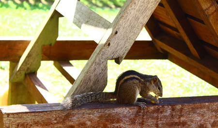 Indian palm squirrel eats cashewの写真素材