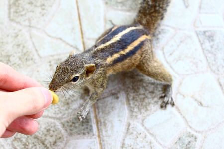 Indian palm squirrel takes a nut from a handの写真素材