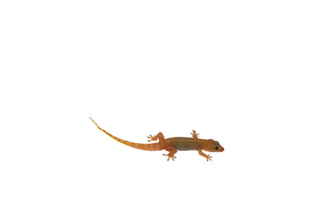 geckoの写真素材