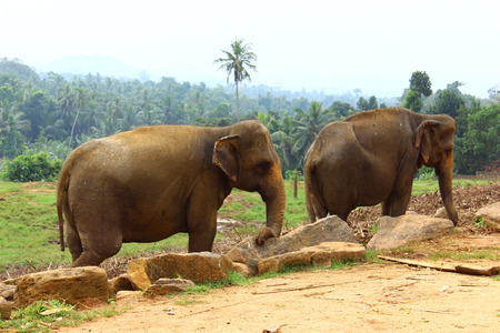 Indian elephantsの写真素材