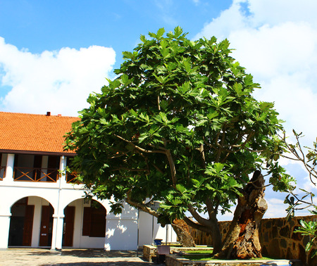 Breadfruit at Eastern Newの写真素材