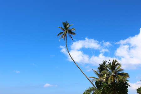 the palm tree on the background of blue skyの写真素材