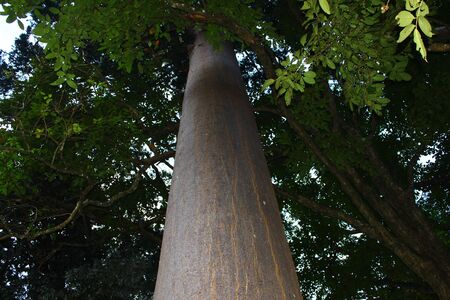 Trunk ironwoodの写真素材