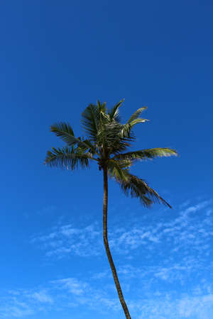 Palm tree on a background of blue sky, Sri Lankaの写真素材