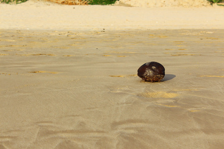 Coconut at the Koggala beachの写真素材