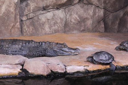 dwarf crocodile in the zooの写真素材