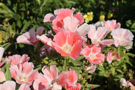 Pink geraniumsの写真素材