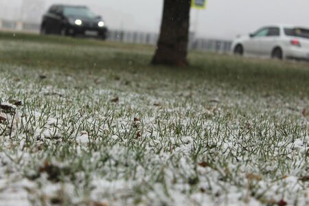 Snow fell on the grassの写真素材