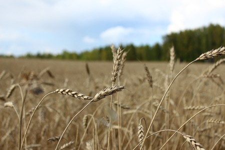 The Ears of wheat during the harvest close-upの写真素材