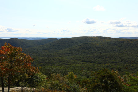 The forest expanses in early autumn