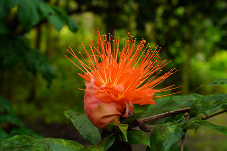 The red Brownea grandiceps flower in bloom