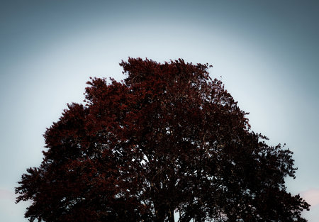 The dark tree on the dark gray sky background