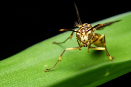 The Waspの写真素材