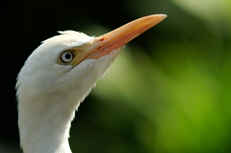 White Heron