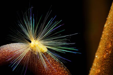 Colorful Insectの写真素材