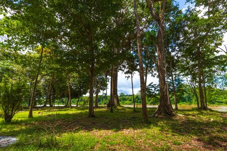 Summer In The Suriname Jungle