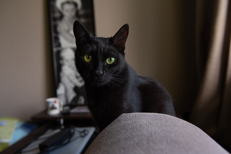 Black cat is posingの写真素材