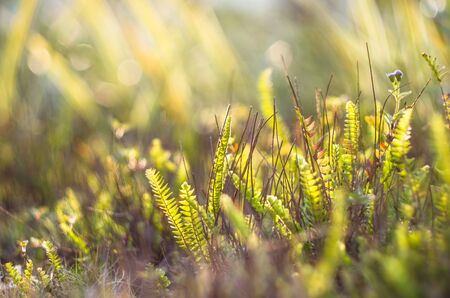 The warm sunlight on the grass