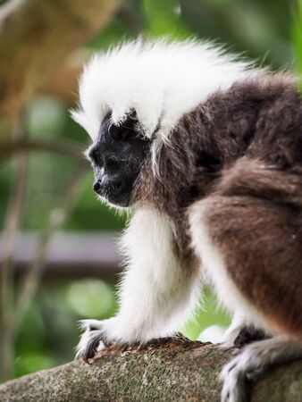 A cotton top tamarin on a branch.