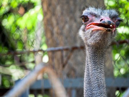 A picture of the head of an ostrich facing the camera.