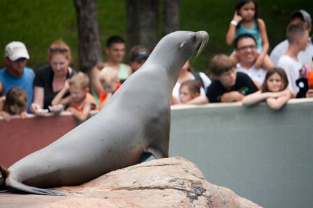 A seal performs for a crowd at an amusement park.のeditorial素材