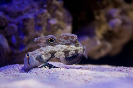 A crab-eyed goby fish feeds on the bottom of an aquarium.
