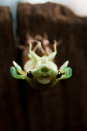 A cicada nymph molting from its exoskeleton as it becomes and adult.の写真素材
