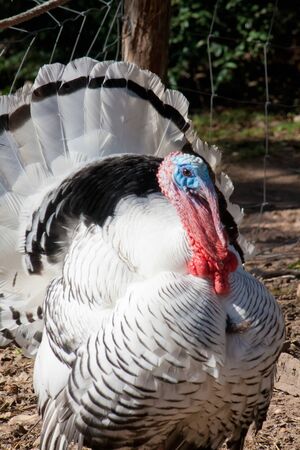 The royal palm turkey is a large domestic breed.の写真素材