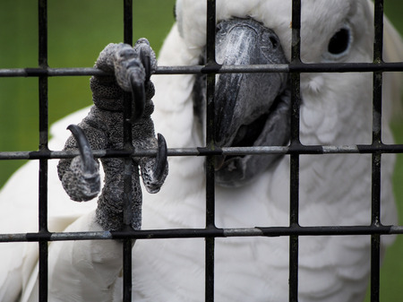 A cockatoo grips the bars of its cage with its claw.の写真素材