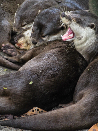 A group of otters snuggle up together for a nap.の写真素材