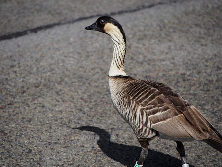 The nene goose is the state bird of Hawaii and currently in a vulnurable state.の写真素材