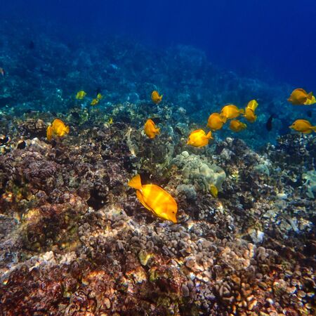 Many yellow tang, a type of tropical fish, swim around a reef in Hawaii.の写真素材