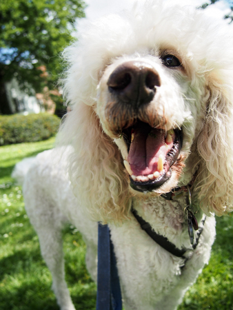 A white standard poodle out on a walk in the park.の写真素材