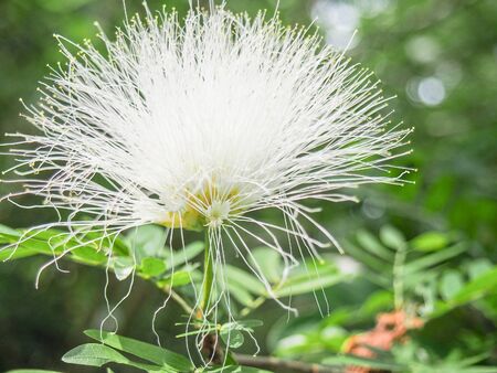 A bright white prairie acacia flower.の写真素材
