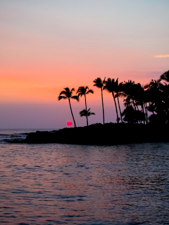 Silhouette of palm trees at sunset on the big island of Hawaii.の写真素材