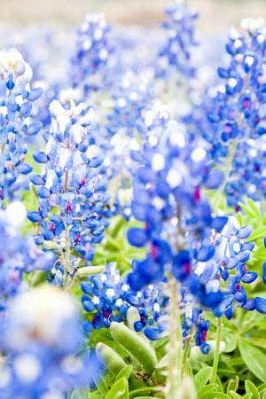 A field of bluebonnets, the Texas state flower, in soft focus creates a pleasant rustic background scene.の写真素材