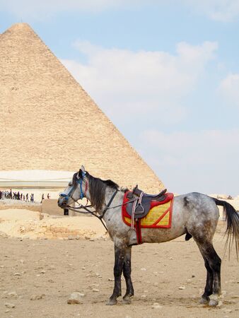 A horse stands waiting for tourist riders near the giant pyramid of Giza in the desert outside of Cairo, Egypt.の写真素材